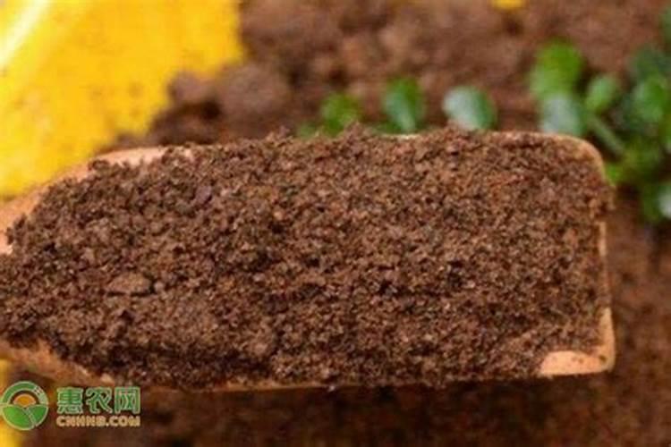 香椿树施肥的正确方法