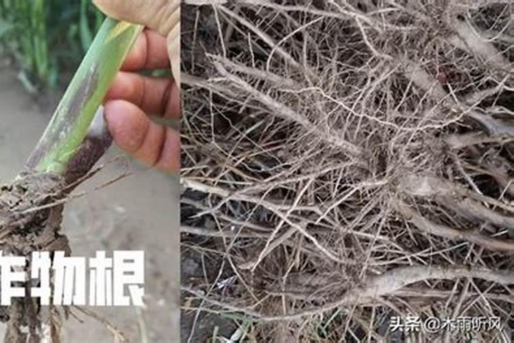 黄瓜喷什么叶面肥茎杆粗壮