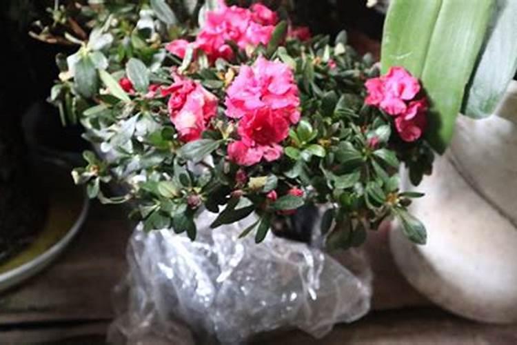 杜鹃花怎么施肥