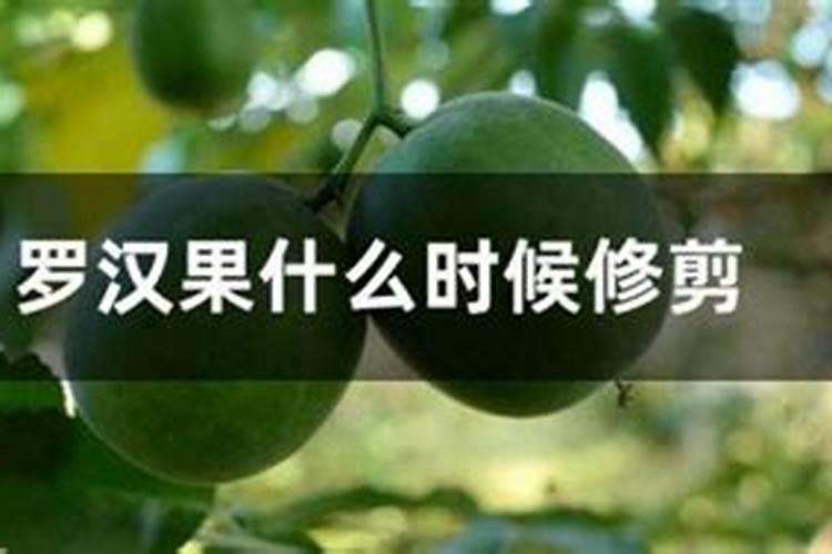 没有插过水稻的田,可以种稙罗汉果吗？