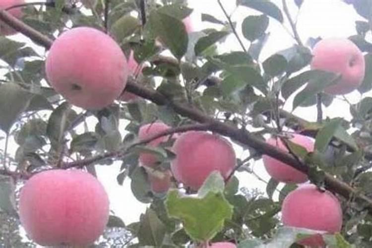 苹果树怎么浇水？怎么施肥？(你想知道的都在这)