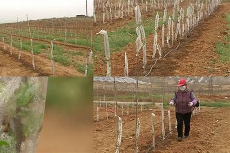 种植苹果树时该怎么掌握浇水频率？