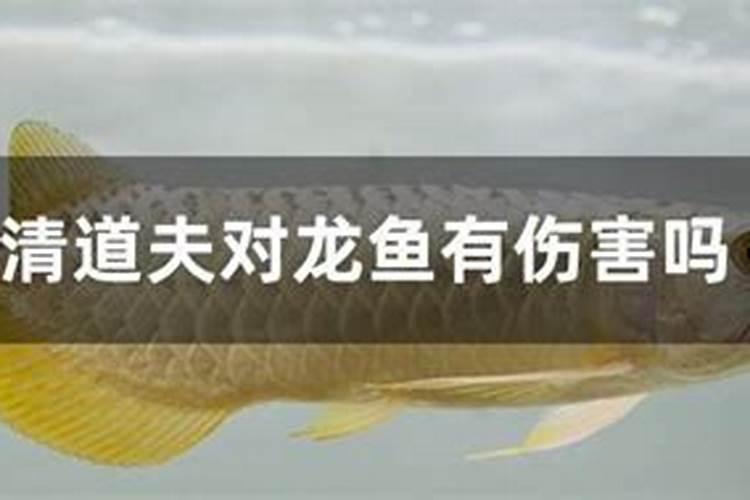 荷花缸中使用氮磷钾复合肥金鱼会不会死？