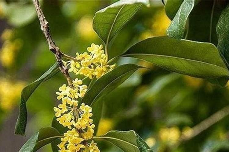 桂花树枝叶少用什么叶面肥能让枝叶茂盛