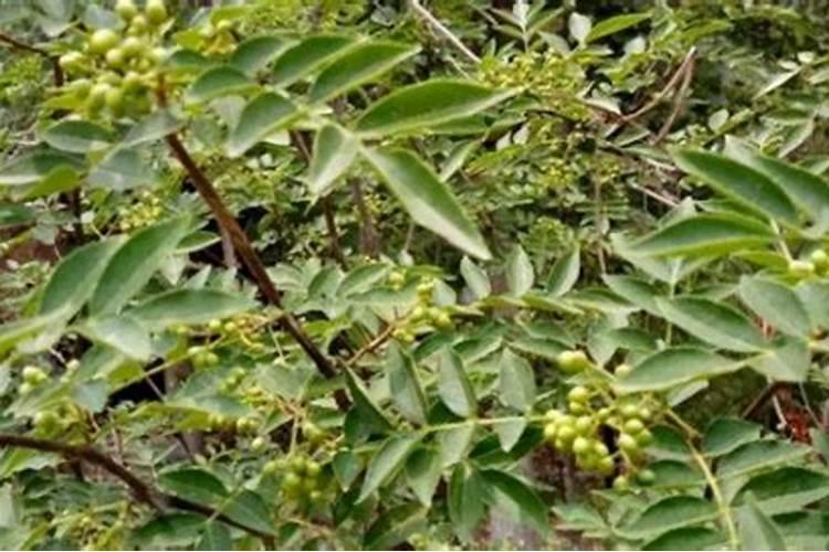 李子树和花椒树用什么肥最好？