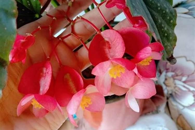 莲藕发霉应该怎么处理？