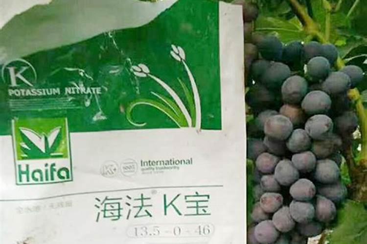 芒果树结果期怎样施肥