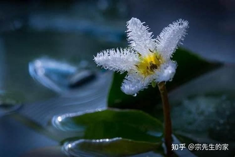 花花草草适合用什么肥料？