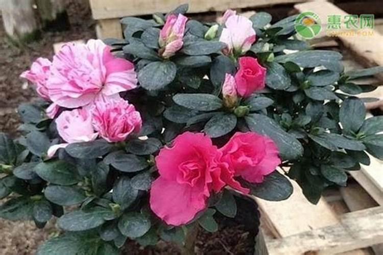 杜鹃花如何施肥、浇水、换土