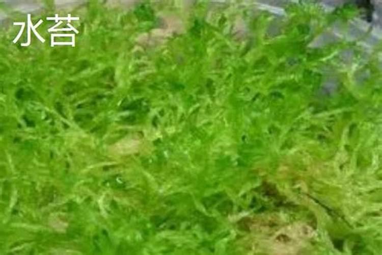 青菜施什么肥最好