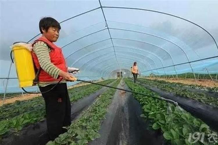 兰花叶面肥浓度过高,怎么办？