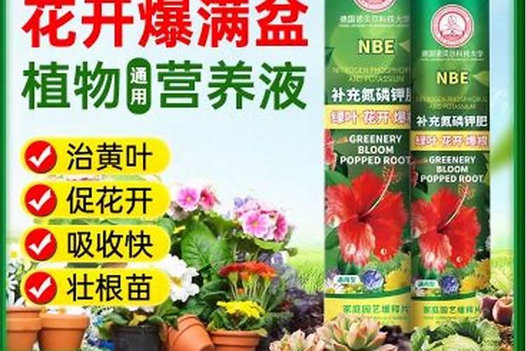 水培养花用什么肥料好