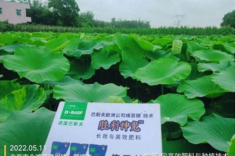 莲藕用什么肥料产量高 施肥方法有哪些