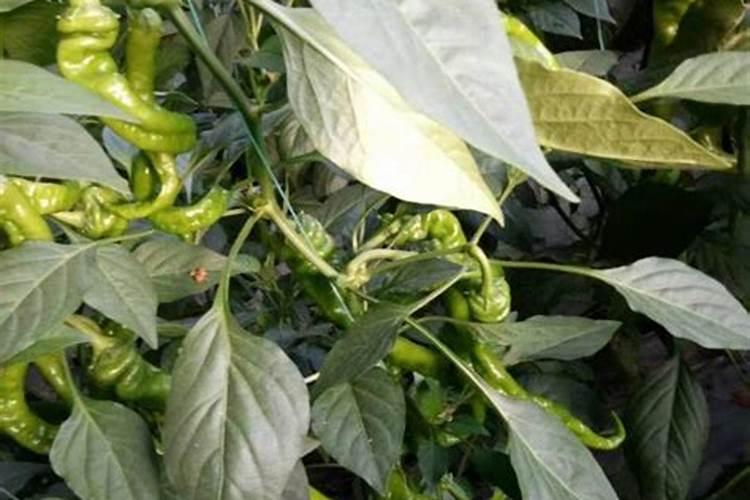 大棚桃树没花芽为什么？是啥原因造成的