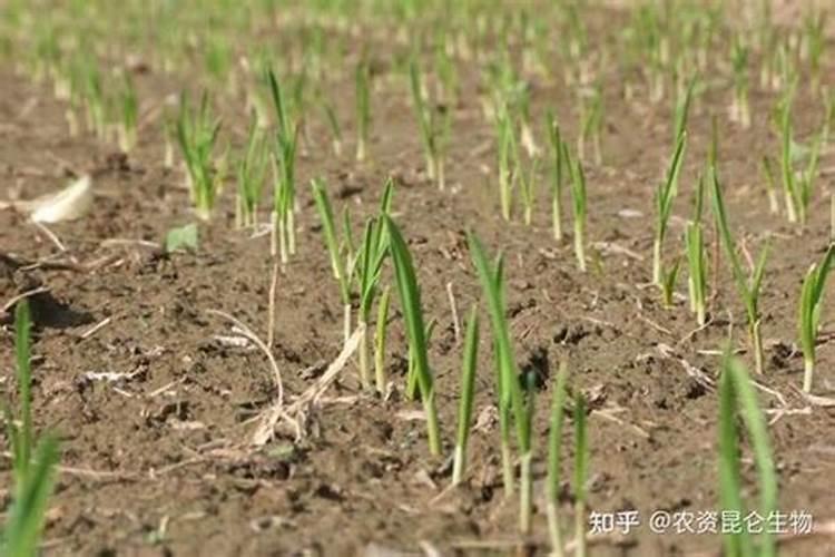 大蒜抽苔前冲施什么肥料好