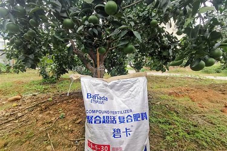 柑橘施什么肥可以增加甜度