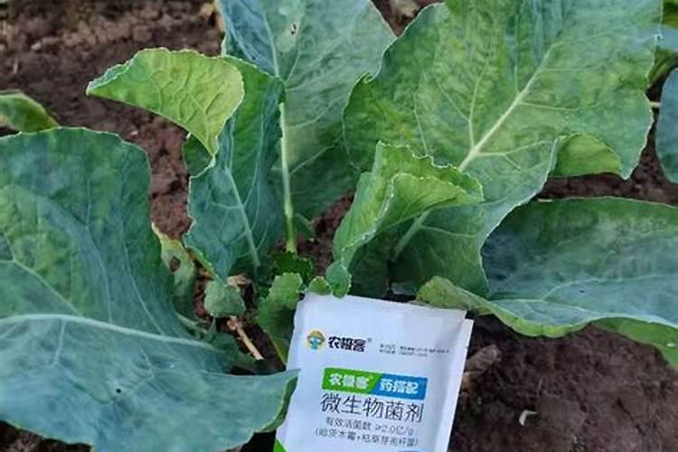 种菜一般菜叶喷什么莱才长得好
