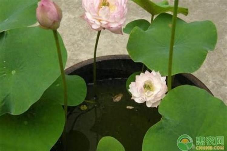 碗莲施钾肥的正确方法