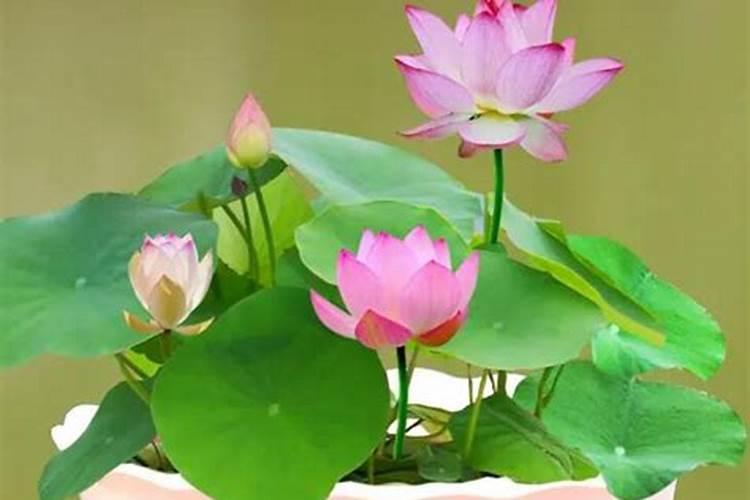 碗莲开花施什么肥
