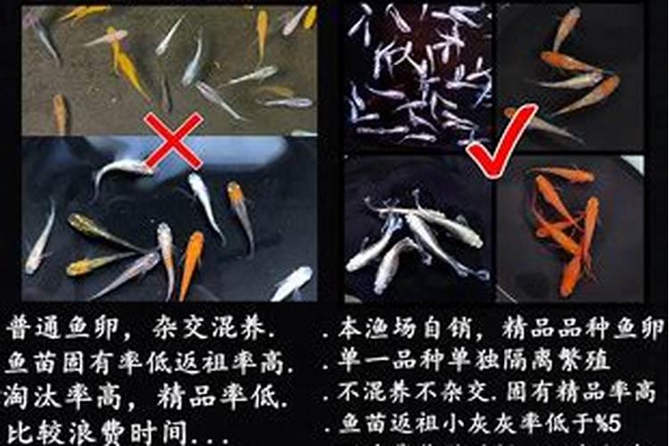 什么是转基因食物？对我们有什么危害？