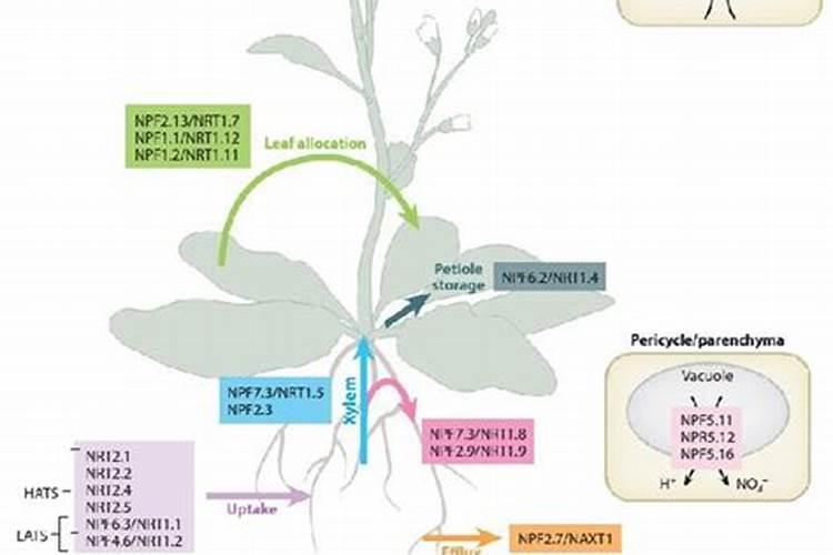 冬季施肥最晚不能超过几天