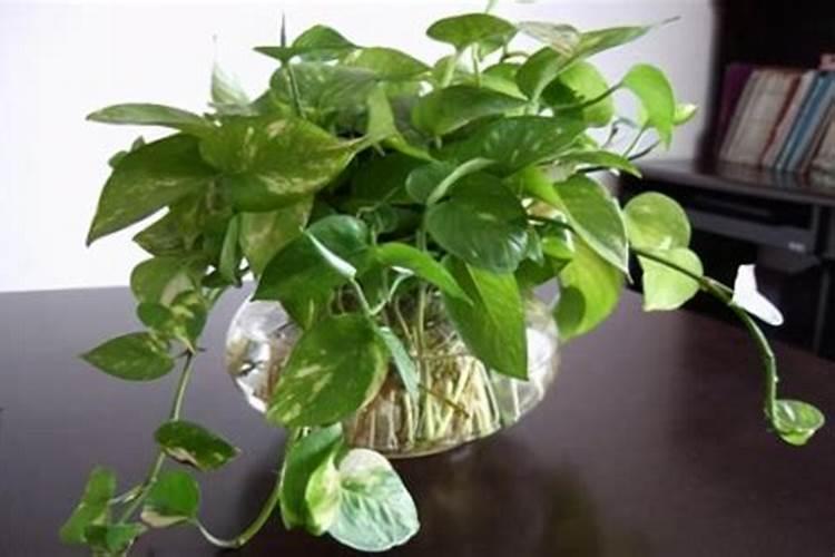 荷花需要什么肥料