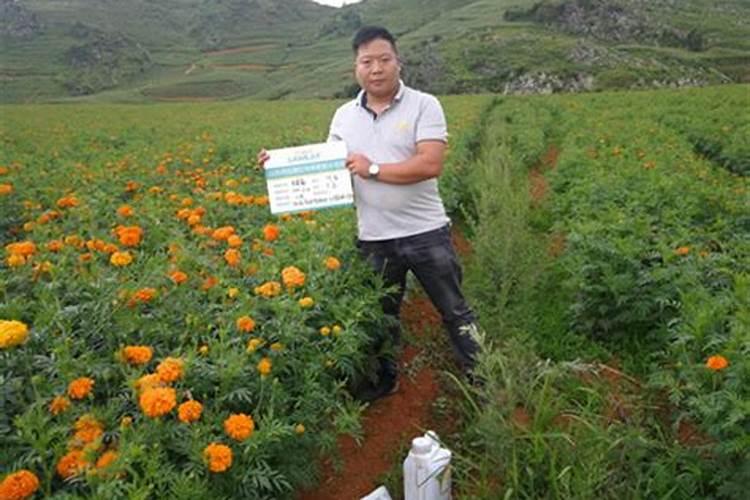 南非万寿菊花期施什么肥