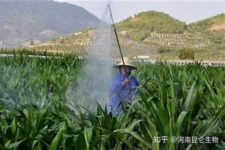 蝴蝶兰抽箭后多久开花,蝴蝶兰抽箭后怎样养护