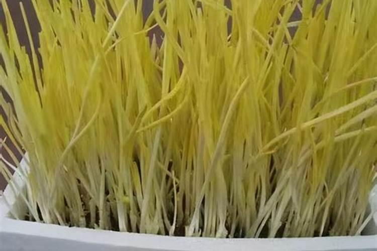 蒜苗种植施什么肥料才能提高产量？蒜苗的市场行情怎么样？