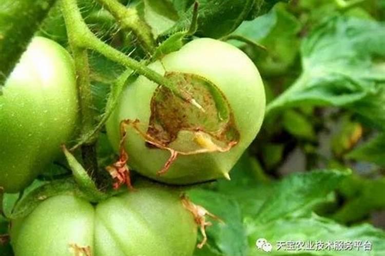 膨果期5大禁忌!第3条90%人踩坑,难怪果子又小又裂