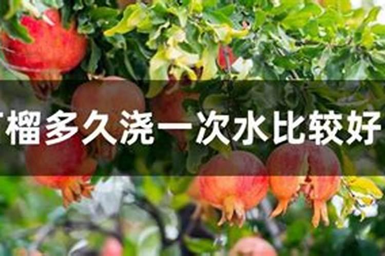 石榴的种植方法和技术