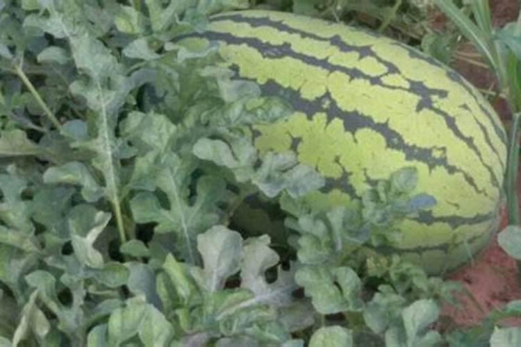 什么叶面肥施加在西瓜苗上好