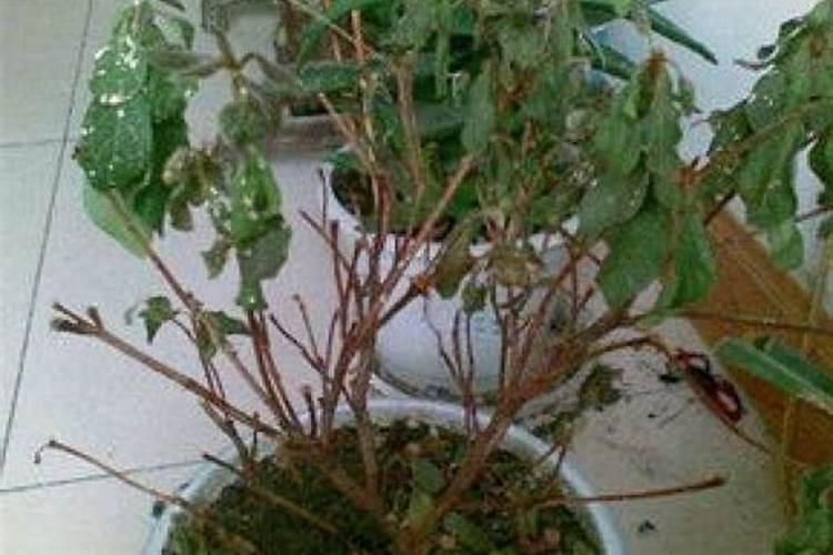我的杜鹃花叶子一碰就掉一地,好像是涝了,有办法救活没啊,我看他快死...