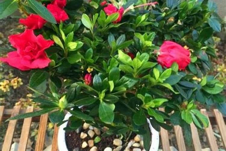 我家的杜鹃花花朵蔫了,叶子也在掉,该怎么办？
