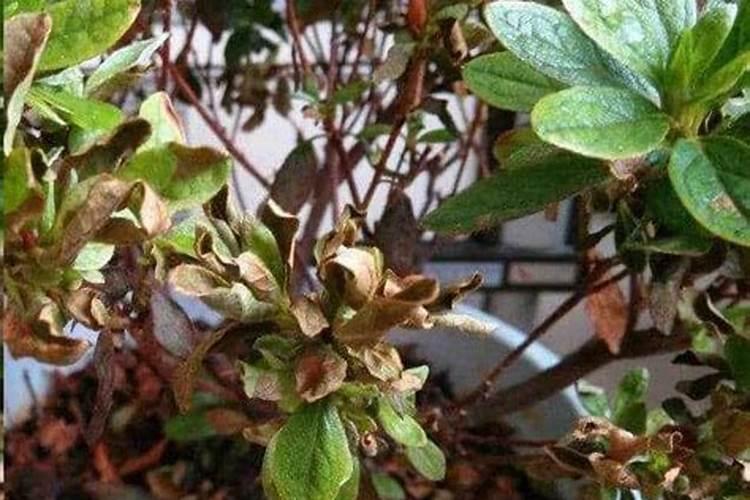 我家的杜鹃花花朵蔫了,叶子也在掉,该怎么办？