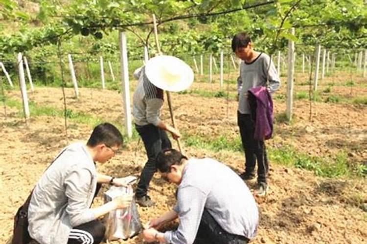 农资市场太繁杂了,那该怎样识别真假磷酸二氢钾？