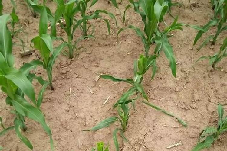 能提苗的玉米专用叶面肥吗？