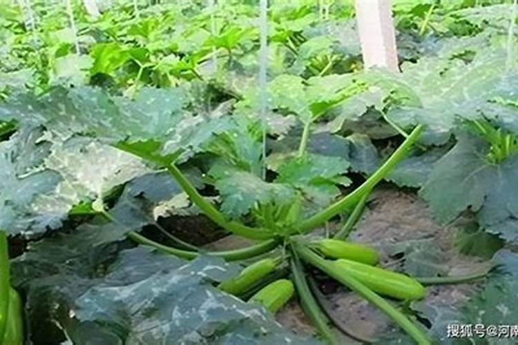 籽用西葫芦瓜全座不住怎么回事？怎么预防这种情况？,、、、先期种植不用...