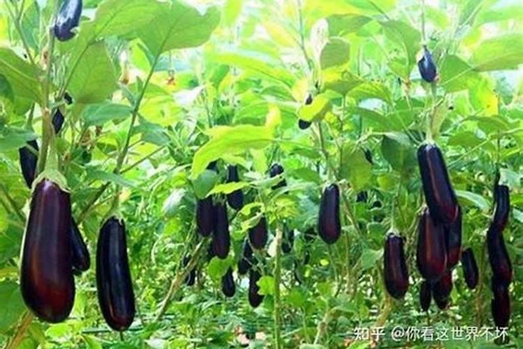 茄子长的慢喷什么叶面肥好？