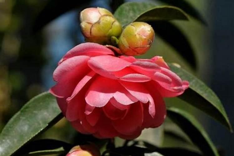 茶花如何施肥