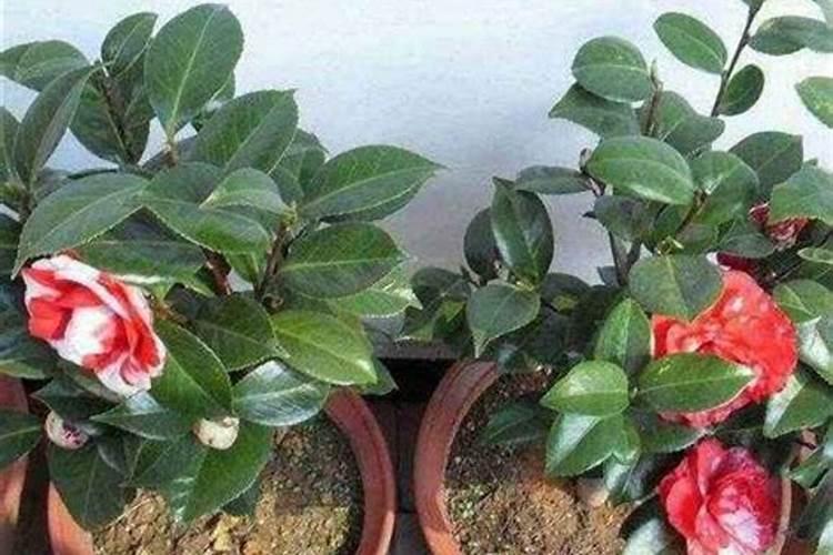 茶花上盆时间与养护方法