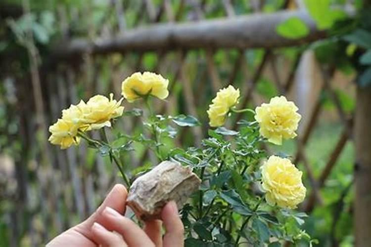 月季花施肥需要注意什么