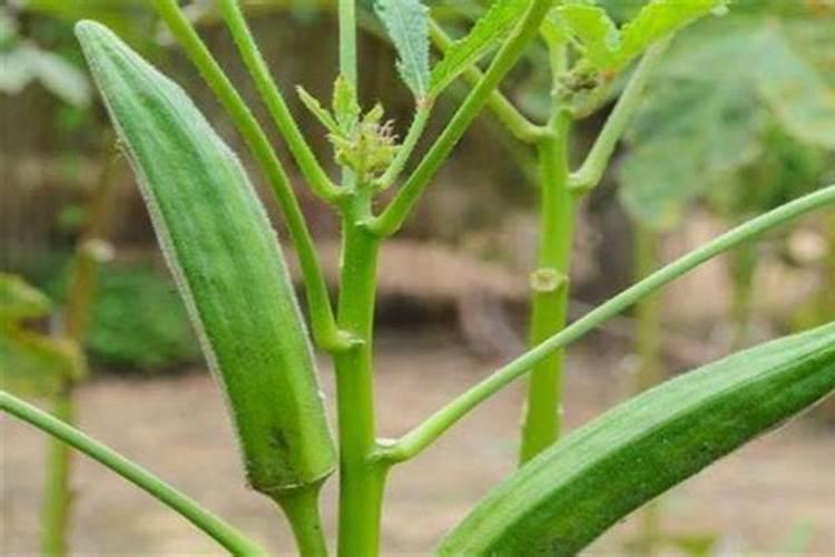 秋葵施肥时间及方法,秋葵移植后施什么肥好