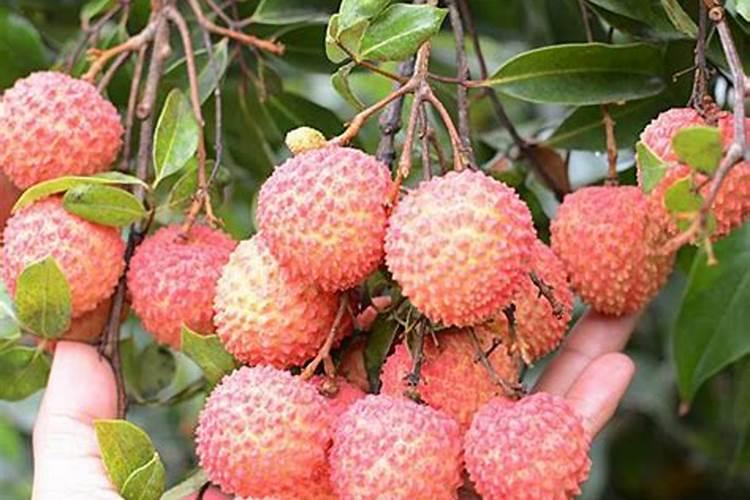 桂味荔枝幼果期怎保果