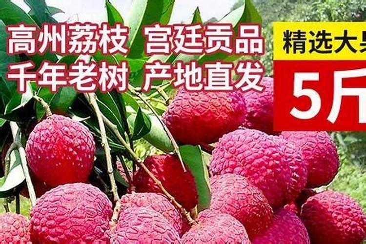 荔枝壮果肥上什么肥？荔枝膨大素应该如何选择？