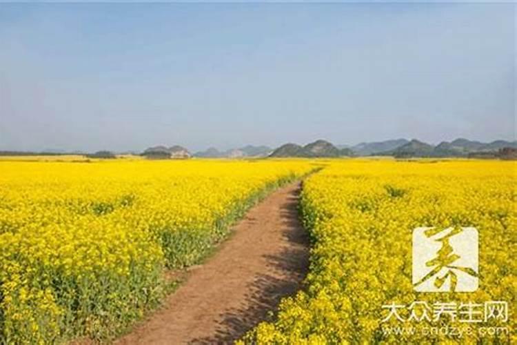 油菜追肥用什么肥料好