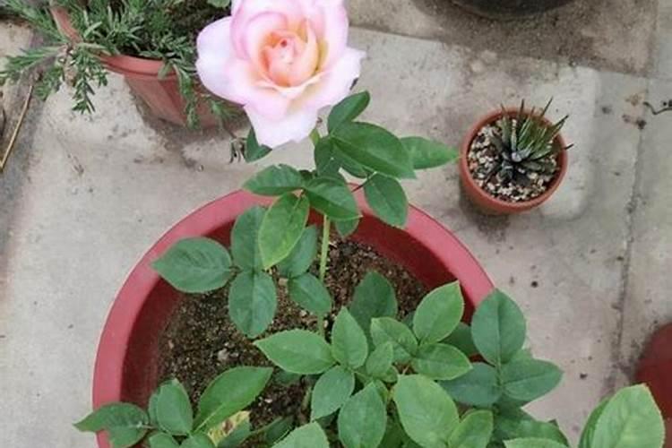 月季花怎么施肥,月季花施什么肥好？