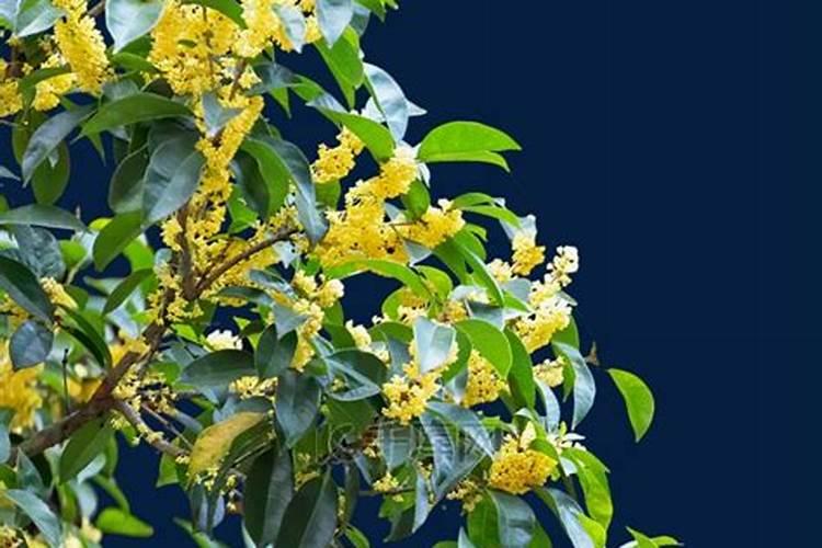 桂花施肥应注意