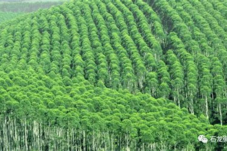速生桉树施哪种肥最好