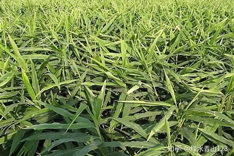 大姜种植的时候,怎么样施肥对大姜生长有利？